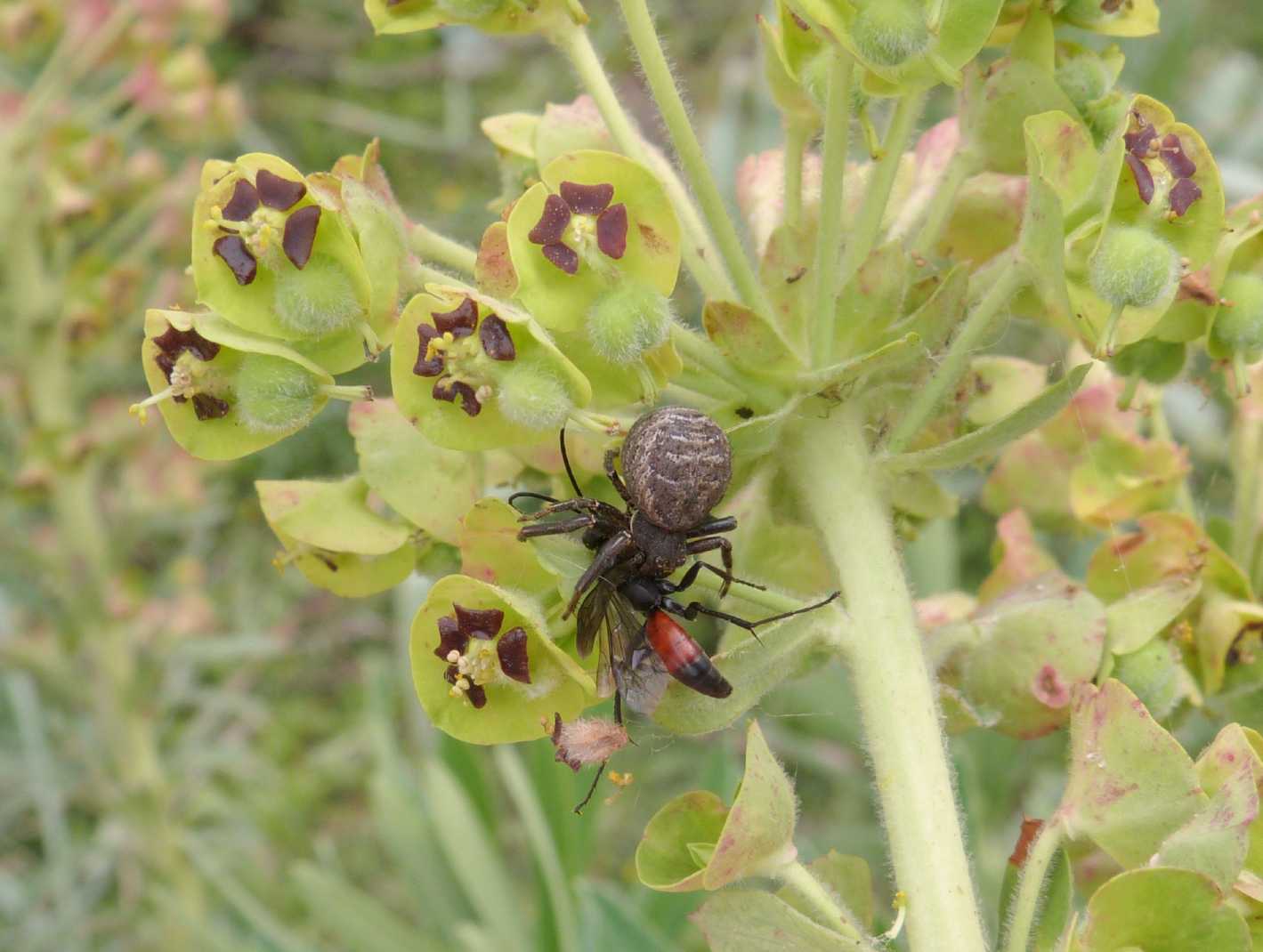 Pompilidae predato da un ragno! Possibile?